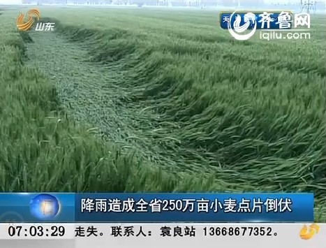降雨造成山东省250万亩小麦点片倒伏