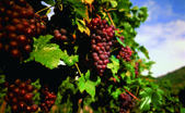 “食”尚之旅：酿酒葡萄做果汁