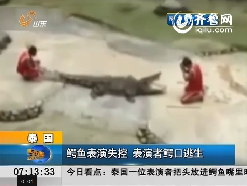 泰国---鳄鱼表演失控 表演者鳄口逃生