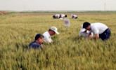 【关注旱情】山东：农业专家深入田间 指导旱地小麦播种
