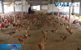 确认H7N9禽流感流入   将扑杀2万家禽暂停交易21天