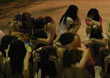 跟拍深圳警方扫黄全过程 卖淫女坐满篮球场