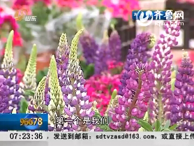 青岛：借花为媒 世园效应带火花卉产业