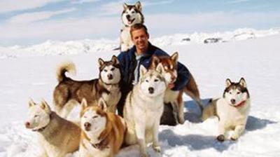 感动！八只雪橇犬互帮互助 顽强生存