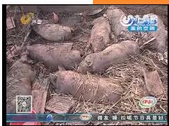 济宁：80多头猪 被烧成烤猪