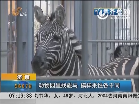 济南：动物园里找骏马 模样秉性各不同