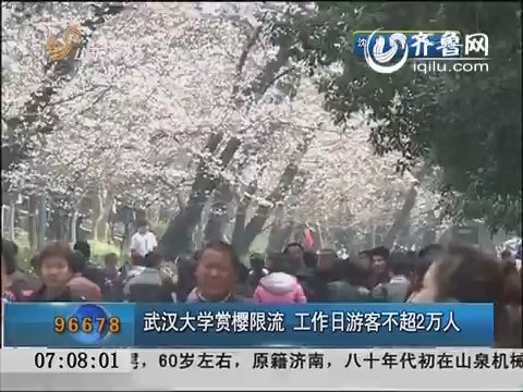 武汉大学赏樱限流 工作日游客不超2万人