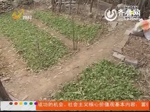 济南：园林景区冒出小菜园