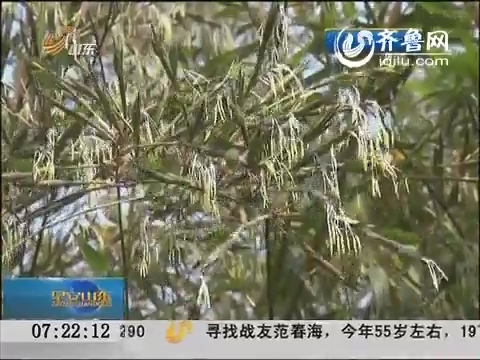 济南：公园竹子为何集体开花