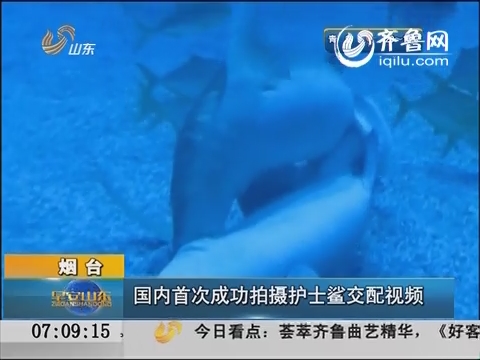 烟台：国内首次成功拍摄护士鲨交配视频