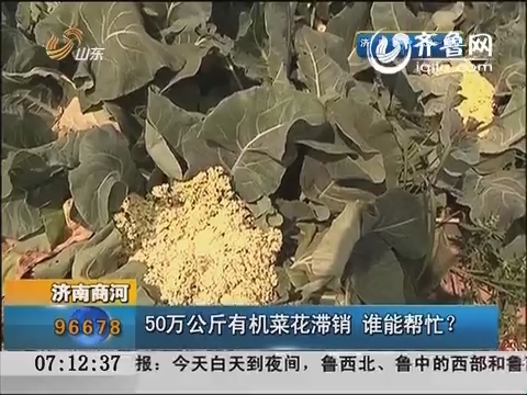 济南商河：50万斤有机菜花滞销 谁能帮忙？