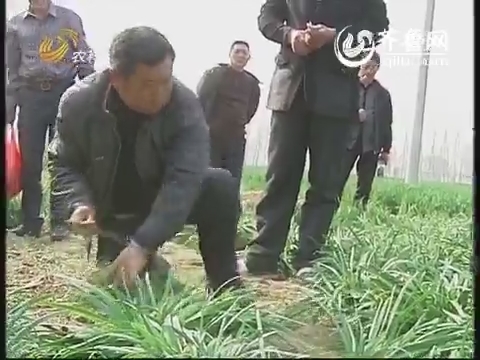 被割韭菜表情包