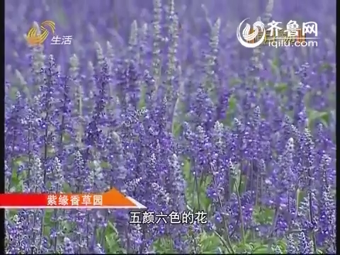 20140711《假日旅游》：梦回紫缘香草园