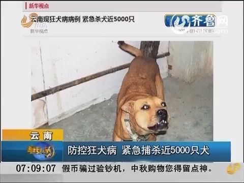 云南：防控狂犬病  紧急捕杀近5000只犬