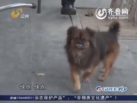 济南：公园遛狗频扰民 屡教不改被没收
