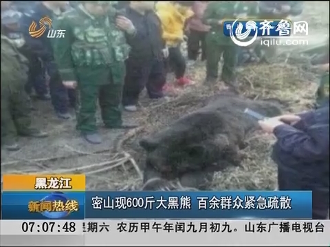 黑龙江：密山现600斤大黑熊 百余群众紧急疏散