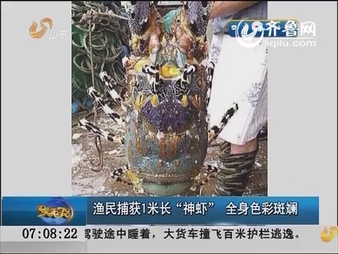 浙江：渔民捕获1米长“神虾” 全身色彩斑斓