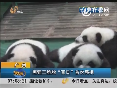 广州熊猫三胞胎“百日”首次亮相 与游客卖萌互动