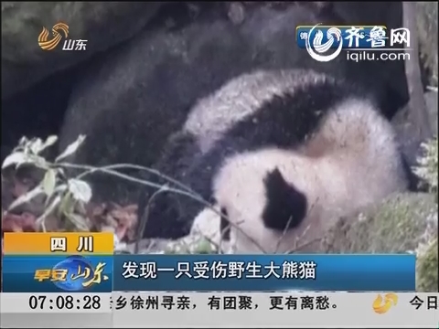 四川：发现一只受伤野生大熊猫