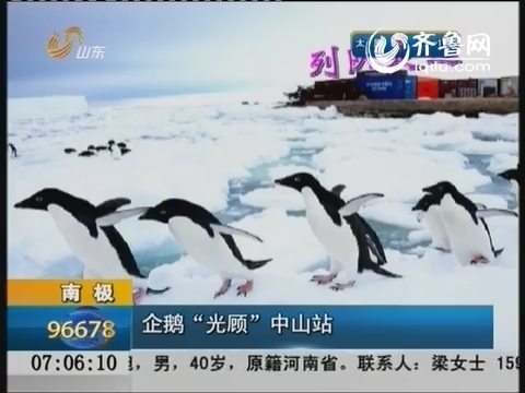 南极：企鹅“光顾”中山站