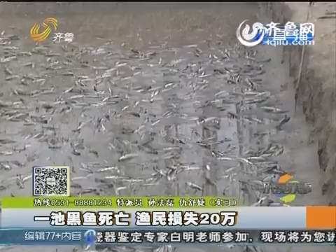 济宁：一池黑鱼死亡 渔民损失20万