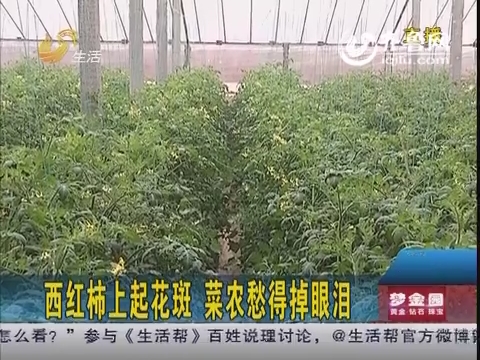 潍坊：西红柿上起花斑 菜农愁得掉眼泪