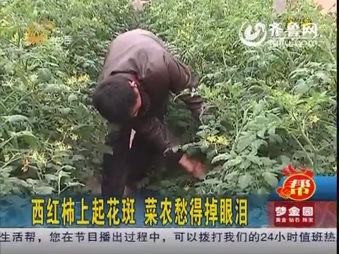 潍坊：西红柿上起花斑 菜农愁得掉眼泪