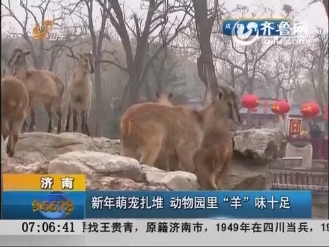 济南：新年萌宠扎堆 动物园里“羊”味十足