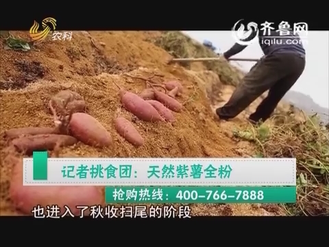 20150331《中国原产递》:天然紫薯全粉_中国原产递_农科频道_山东网络台_齐鲁网