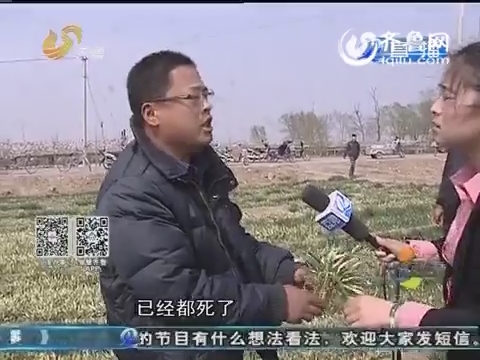 临邑：数千亩麦苗发黄濒临绝产 原因是啥？