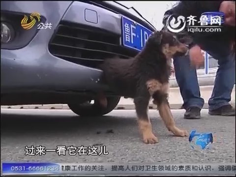 【新闻现场】小狗横穿马路 被卡汽车保险杠上