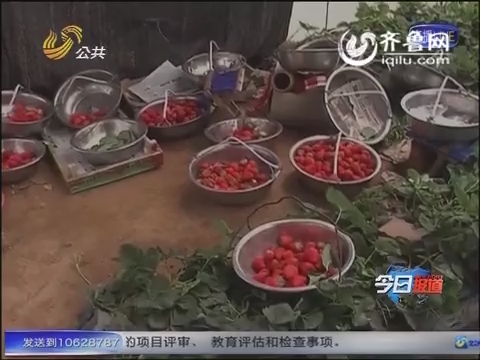 烟台：“草莓致癌”传闻让农户损失惨重