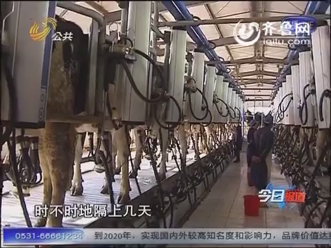 记者调查：奶价走低跌破成本价 山东养殖企业寻求转型