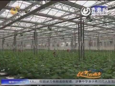 济南：“身板”不大能量大 作物种植多亏它