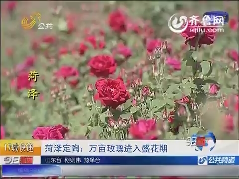 菏泽定陶：万亩玫瑰进入盛花期
