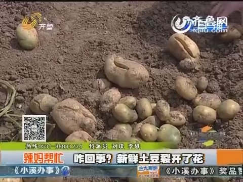 滕州：新鲜土豆裂开了花 使用化肥出问题？