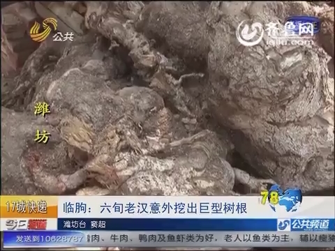 临朐：六旬老汉意外挖出5吨重巨型树根