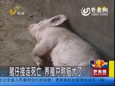 潍坊：猪仔接连死亡 养殖户称赔大了