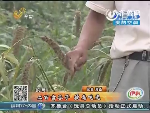 滨州：村民二百亩谷子被鸟吃光
