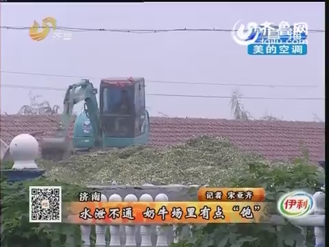 济南：水泄不通 奶牛场里有点“饱”