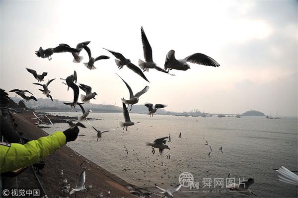 青島：越冬海鷗翱翔天際 爭相覓食惹人愛