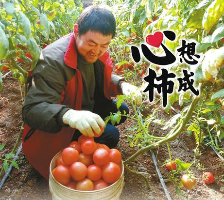 費縣西紅柿遇寒心價 濟南市民暖心購一天認購近萬斤