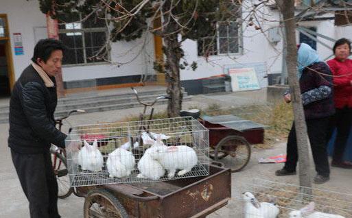 “扶貧兔”“扶貧羊”進農家 助力貧困戶脫貧致富