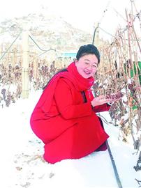 平度冰天雪地摘葡萄 專用于釀造高端冰葡萄酒