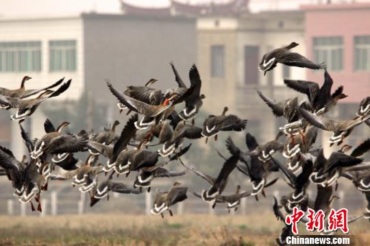 中國第一大淡水湖鄱陽湖時隔兩年再次發現環志鴻雁