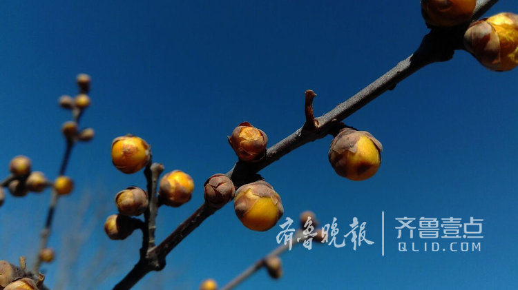 天氣冷臘梅遲遲不開花，藍天下含苞欲放