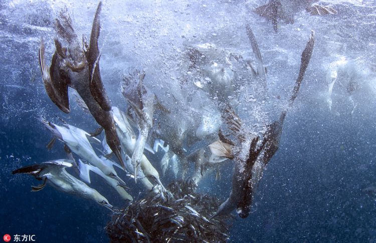 南非沙丁鱼群遭鲨鱼及塘鹅双双夹击