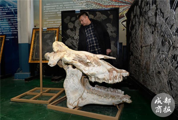历时3年!大型巨犀化石修复成功 大年初八后可免费参观(组图)
