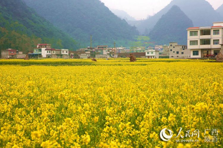 广西隆林油菜花开景色美