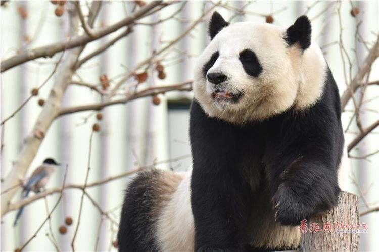 萌翻全场!青岛动物园大熊猫卖萌闹新春
